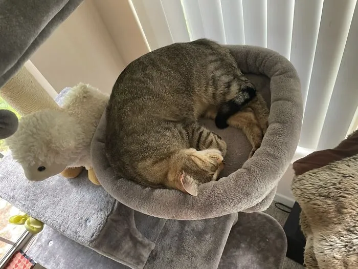 Favorite Nap Spot