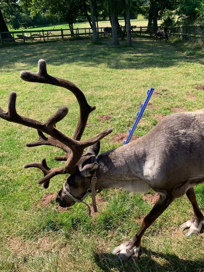 Raindear