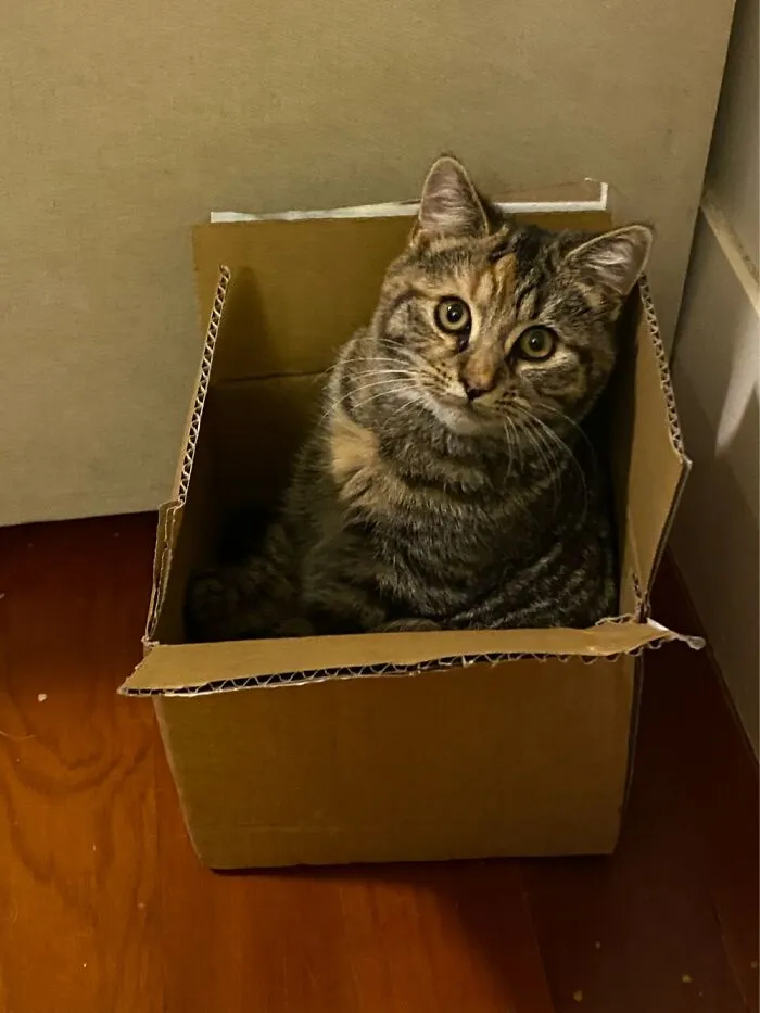 Luci Loves Hiding In Boxes
