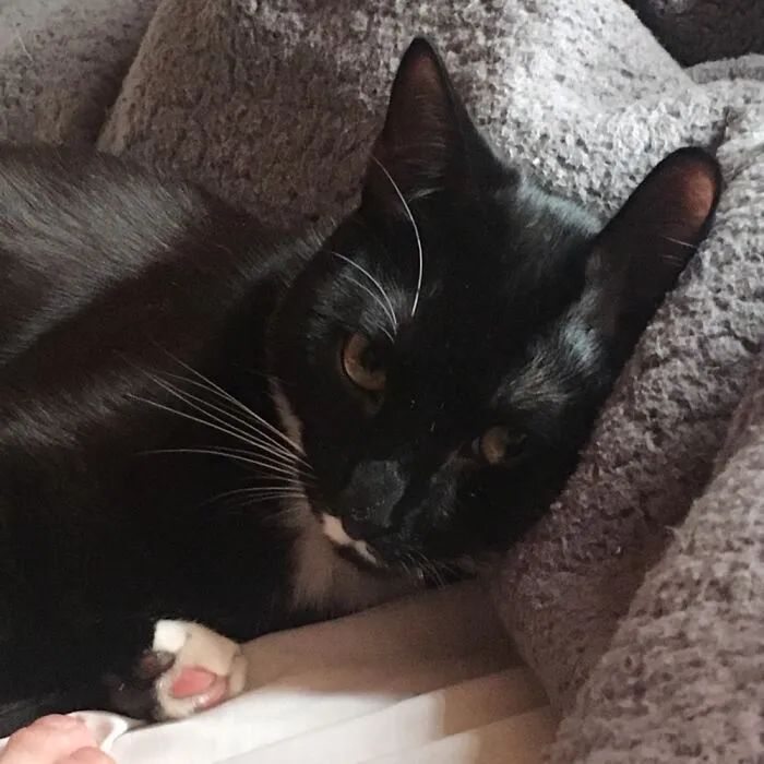 Basmati Is Annoyed, But Pawlite Enough To Say That ‘It’s Rice To Meet You!’