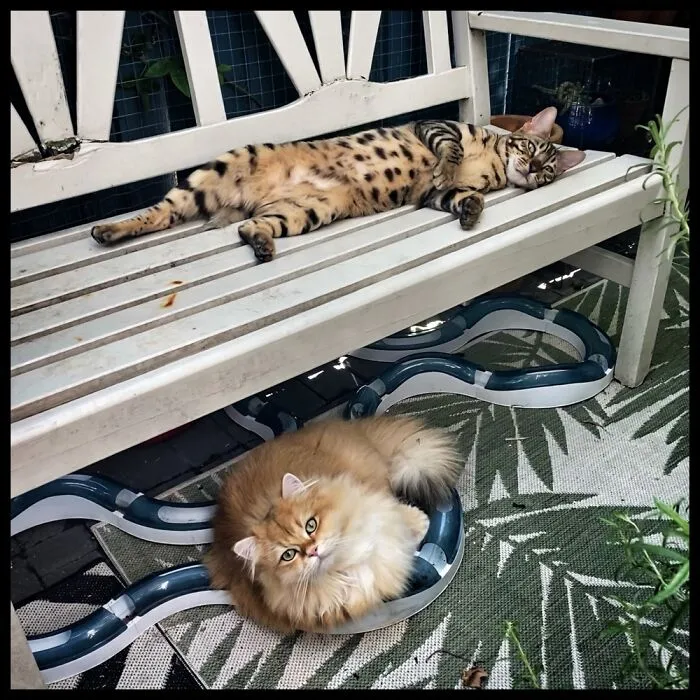 Gummi And Tum-Tum Enjoying The Sunshine