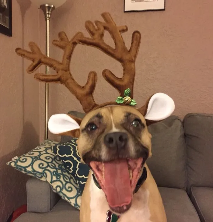 The Rarely Photographed Ginger Deer
