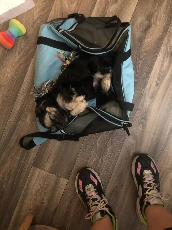 Chewbacca Misunderstands The Concept Of His Carrier!