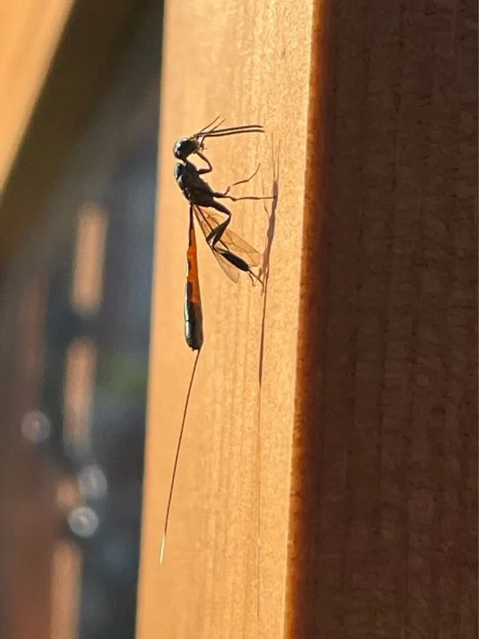Wasp!