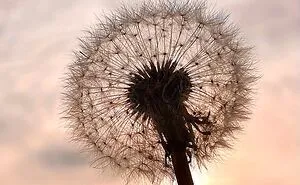Hey Pandas, Post Your Best Macro Nature Shot (Closed)