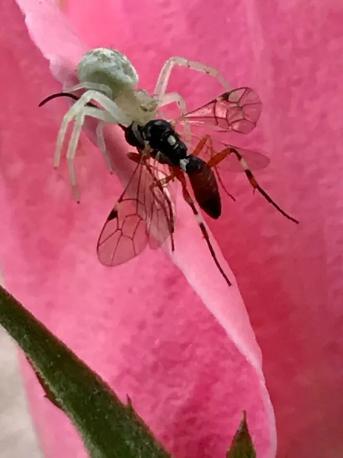 Spider 1 Mosquito 0