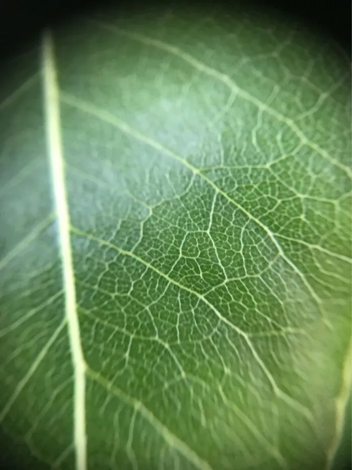 Leaf