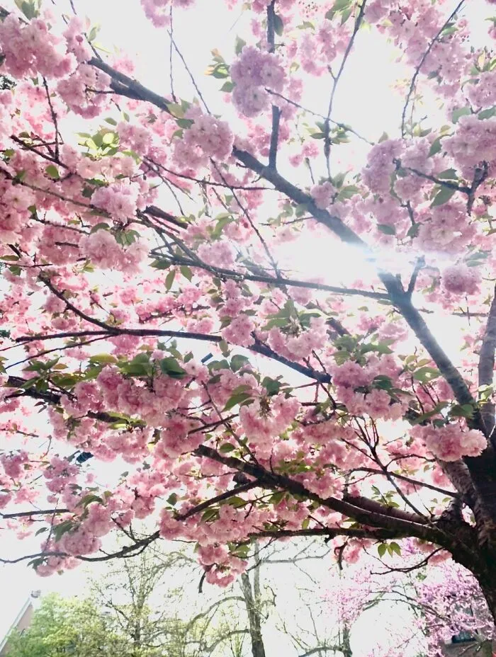 This Is A Blossom Tree By My School In Spring