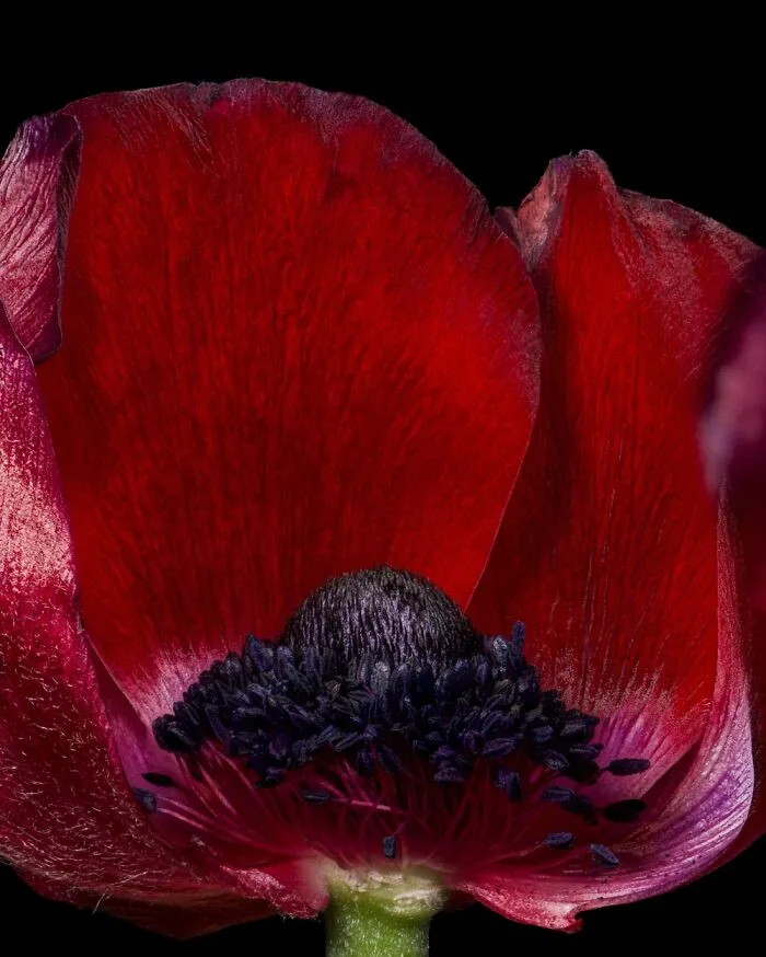 Burgundy Anemone That Was Just Beginning To Lose Its Petals