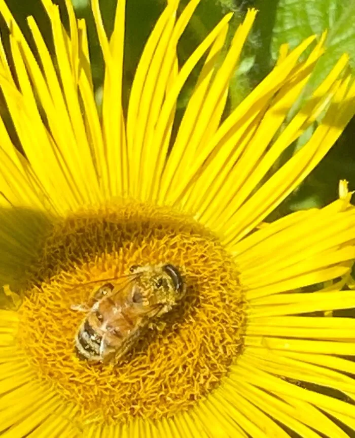 Bee At Work!