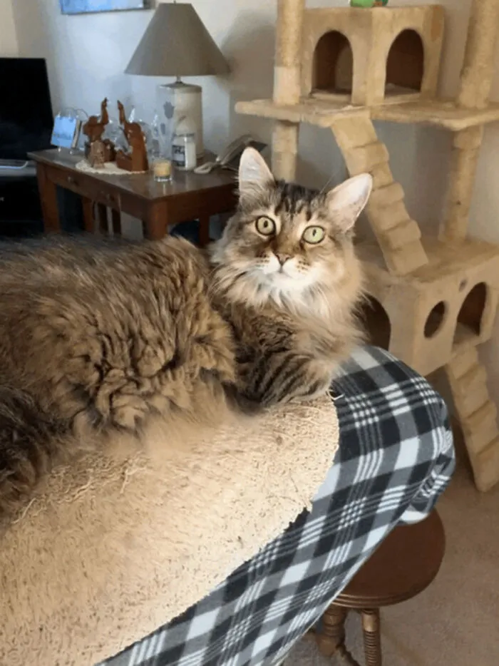 Ava Is 11 Now But She Was 2 When I Got Her And Had Been Locked In A Cage For Over A Year When I Adopted Her!  She's My Precious Now!