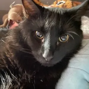 InsignificantFeline