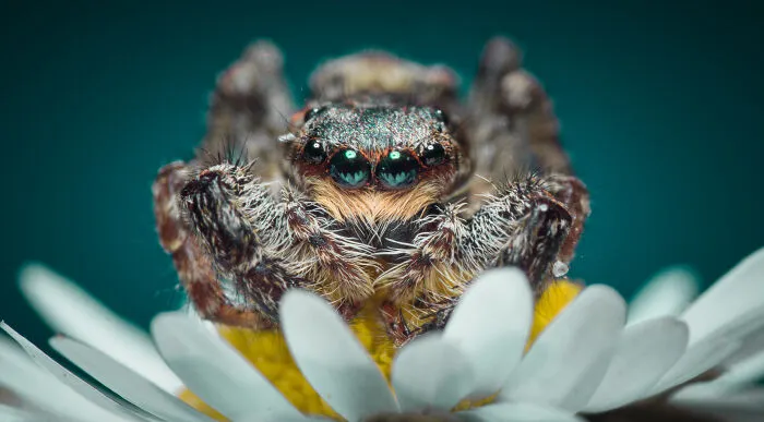 Jumping Spider