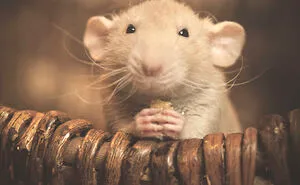 I Photograph Animals In Shades Of Brown (20 Pics)