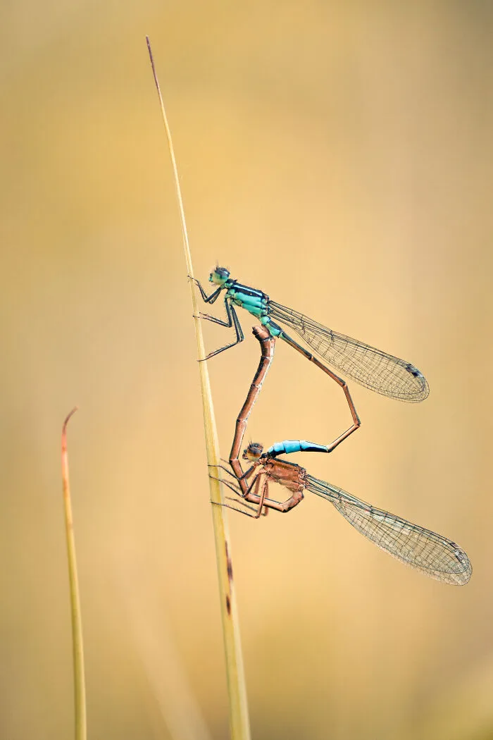Damselflies