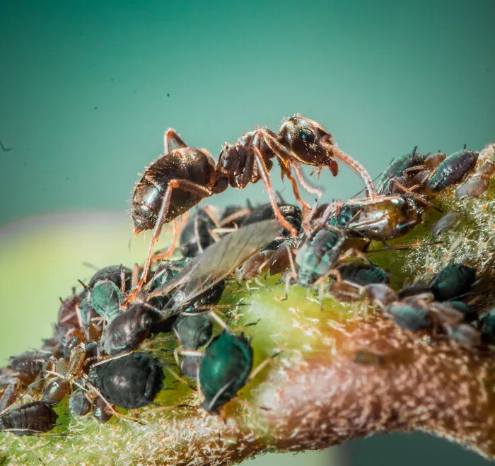 Ant