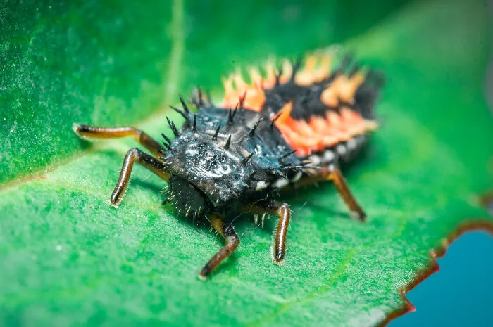 Asian Ladybeetle Larve