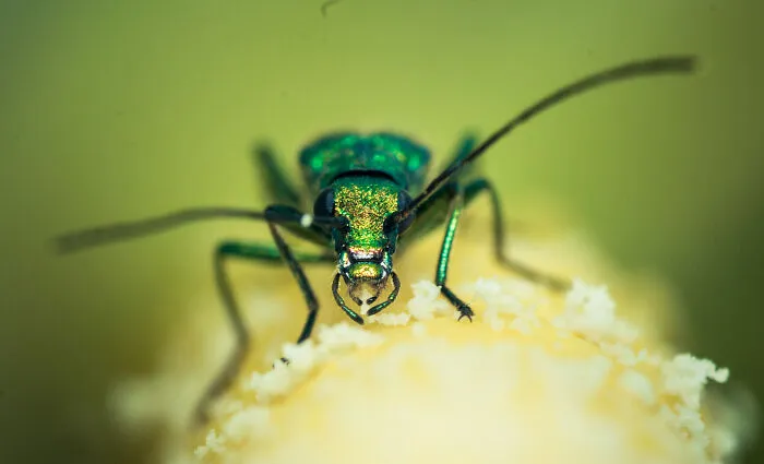 The Musk Beetle
