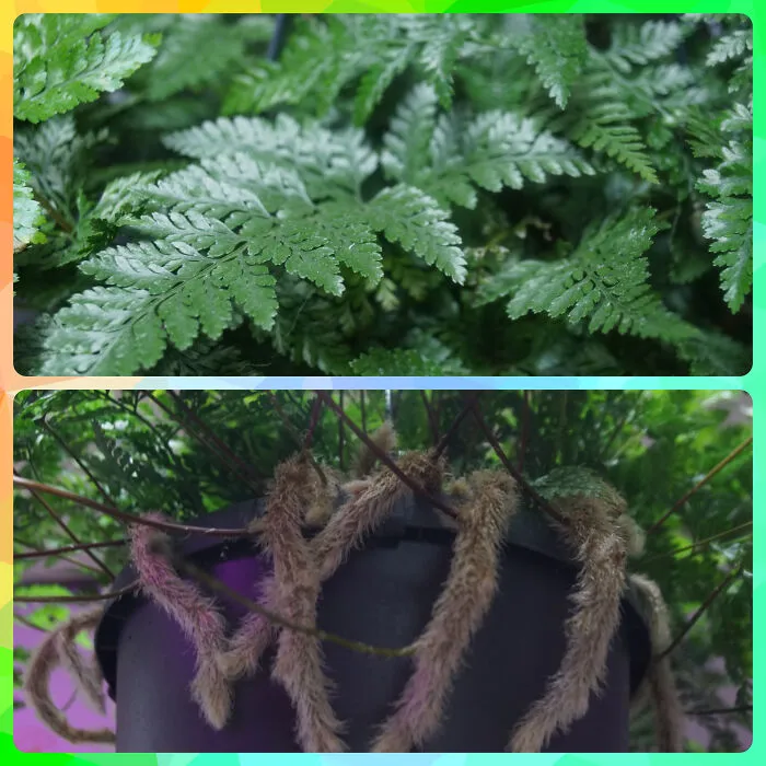 My Humata Tyermannii).