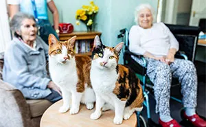 Here Are The Stories Of 12 Heroic Cats That Won The 'National Cat Awards'