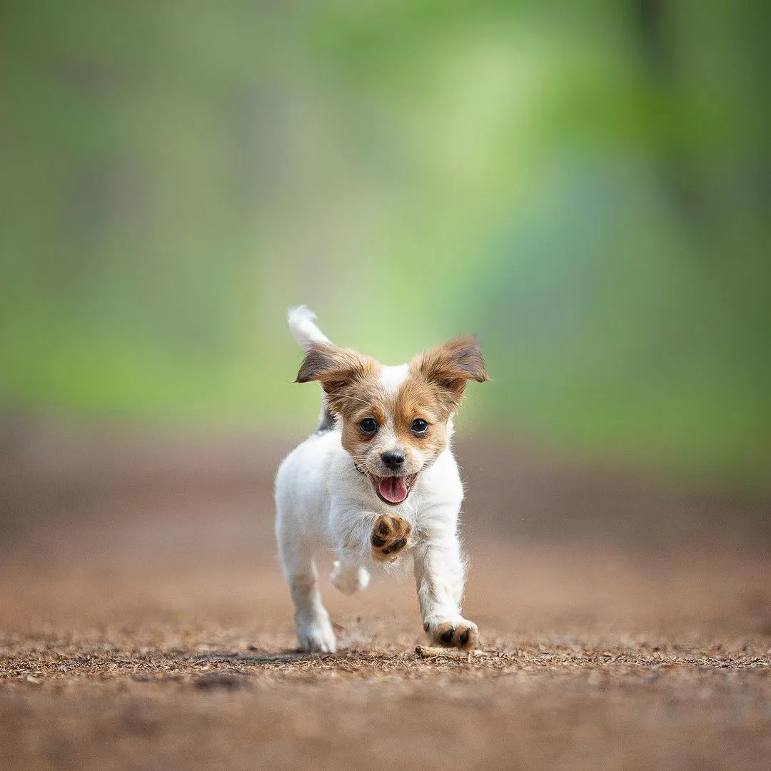 I Love Photographing Dogs In Action ( 12 Pics )