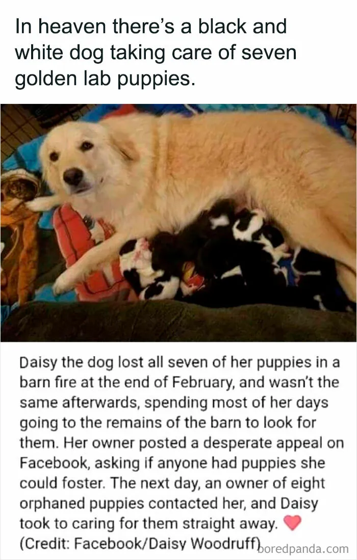 50 Posts From The "Heck This Is Super Wholesome" Group That Only Have Positive Vibes