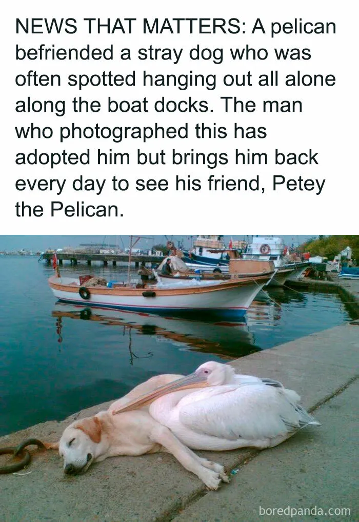 50 Posts From The "Heck This Is Super Wholesome" Group That Only Have Positive Vibes