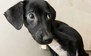 We Found A Poor Dog Bound With A Fishing Line, We Saved Her And Helped Her Heal