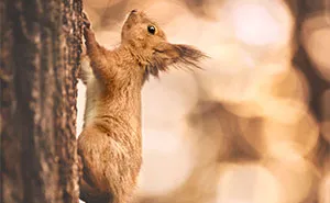 I Photograph Animals In Shades Of Brown (20 Pics)