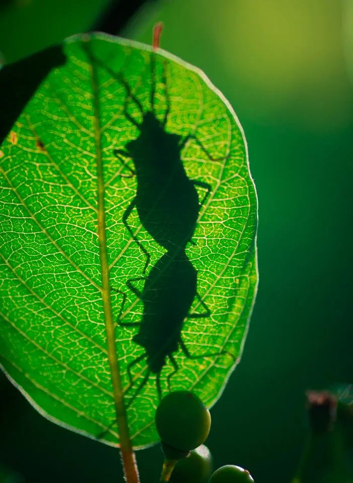 Mottled Shieldbug