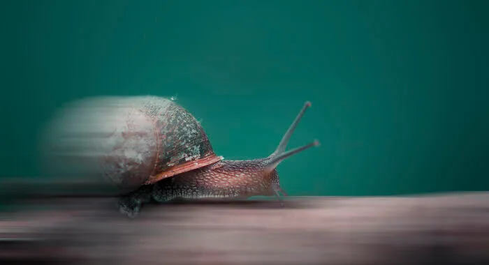 The Turbo Snail