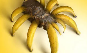 I Create Surreal Edits Using Animals, Plants, People, And Objects (30 Pics)