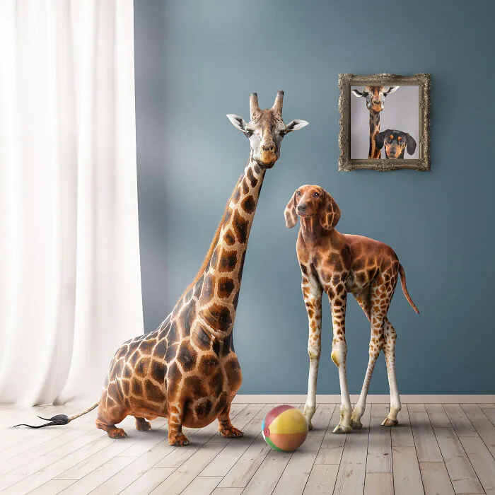 I Create Surreal Edits Using Animals, Plants, People, And Objects (30 Pics)