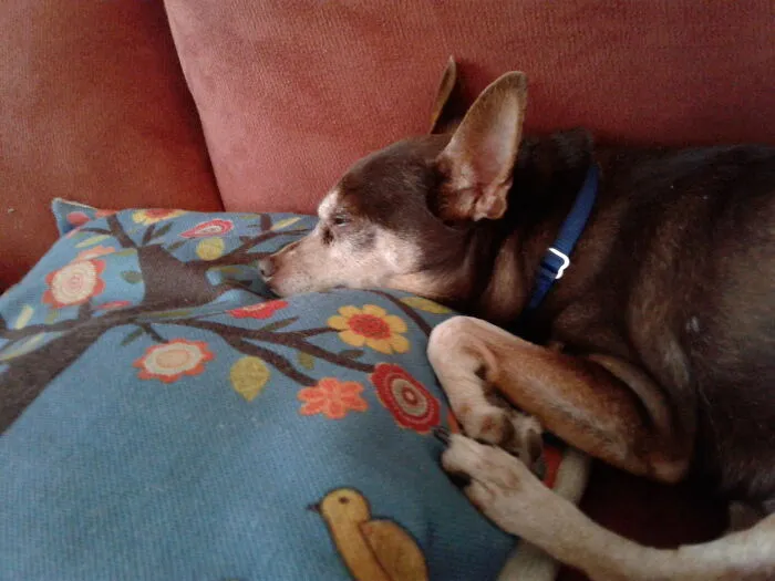 Sunny- My New-To-Me 14 Yr Old Chihuahua. I Think He's Comfy Here