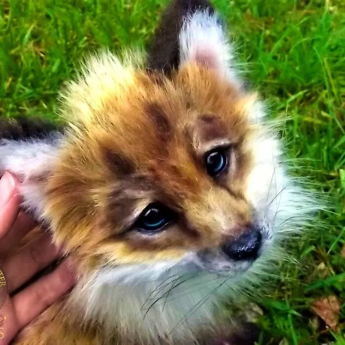 116 Incredibly Cute Animal Sculptures Made By Lee Cross