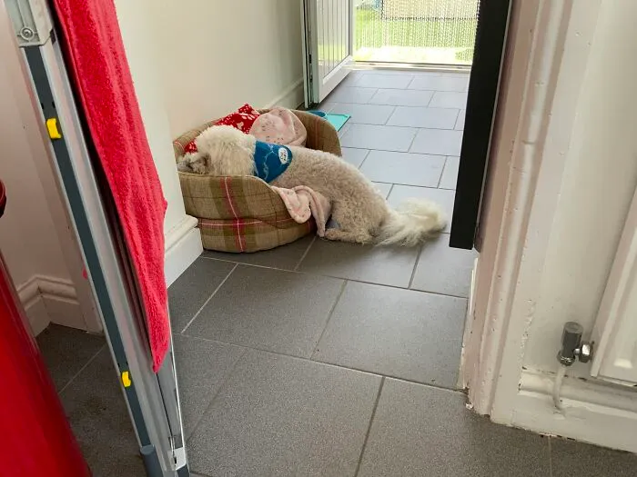 Hes Always Sleeping Half In His Bed Like This 😂 No Idea Why Lol, Its Very Hot So Maybe Hes Keeping Cool?