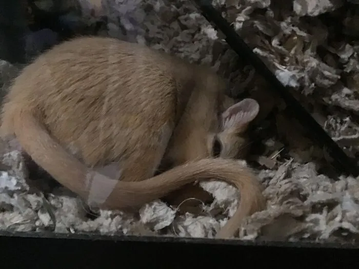 Smol Ball Of Floof.