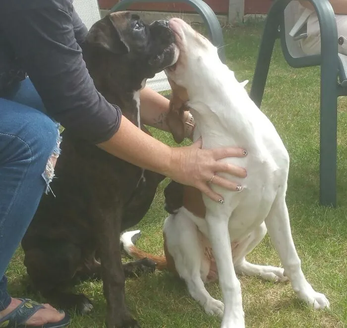 Hecho: Los perros se pueden poner celosos