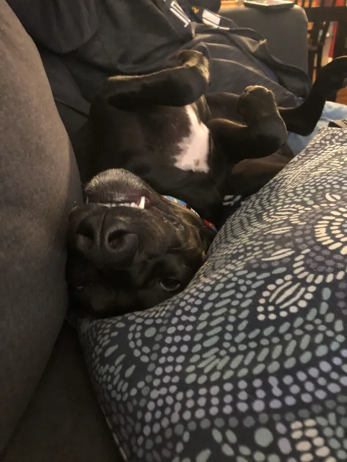 Upside Down Little Nerd Waiting For A Belly Rub.