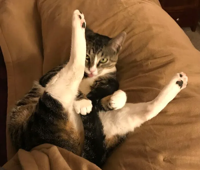 My Unladylike Girl.