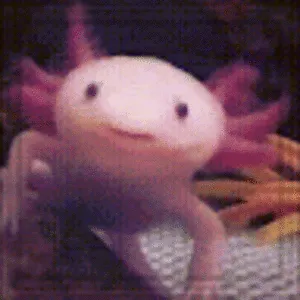 Budgy