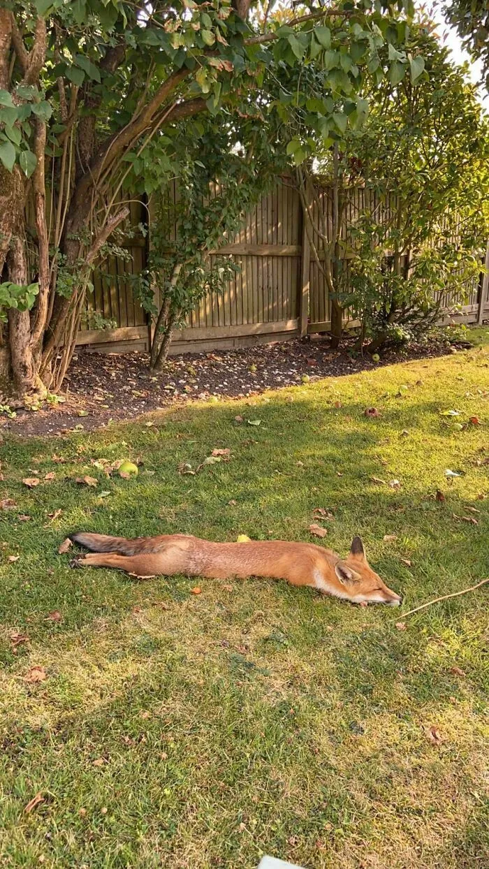 Hoy hace mucho calor para el zorro en Londres