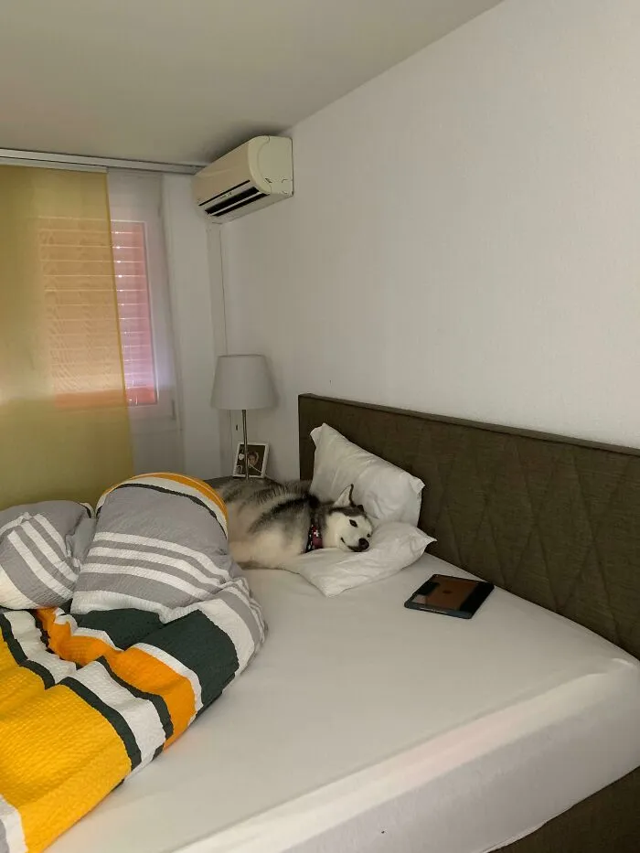 Cozy Muffin! Heatwave In Switzerland And Only One Room Has AC
