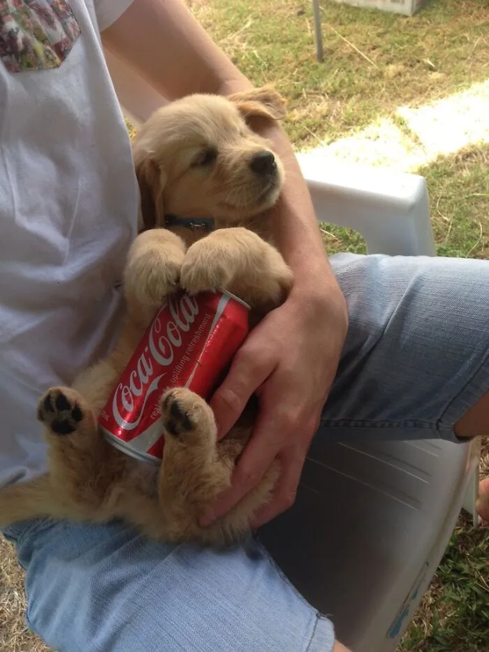 Cómo vencer el calor en Australia. Lata helada en una barriga caliente