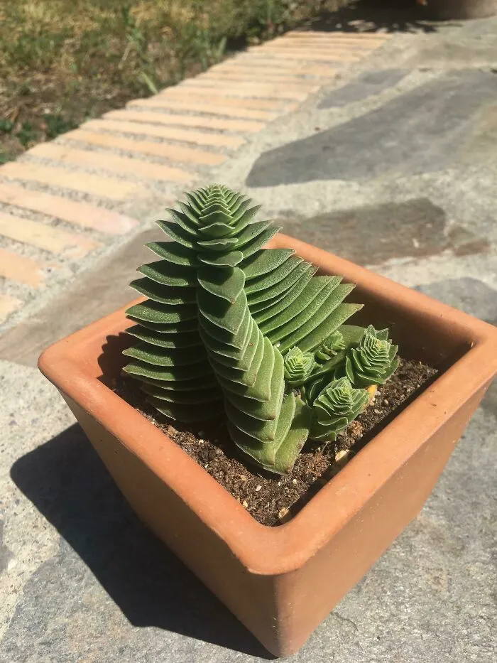 Loving My New Fractal Pups