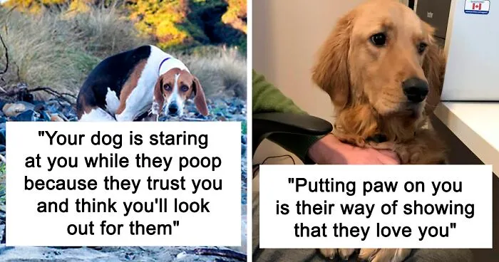 10 Facts And Myths About Dogs All Owners Should Know, By "Knowledgesaurus"