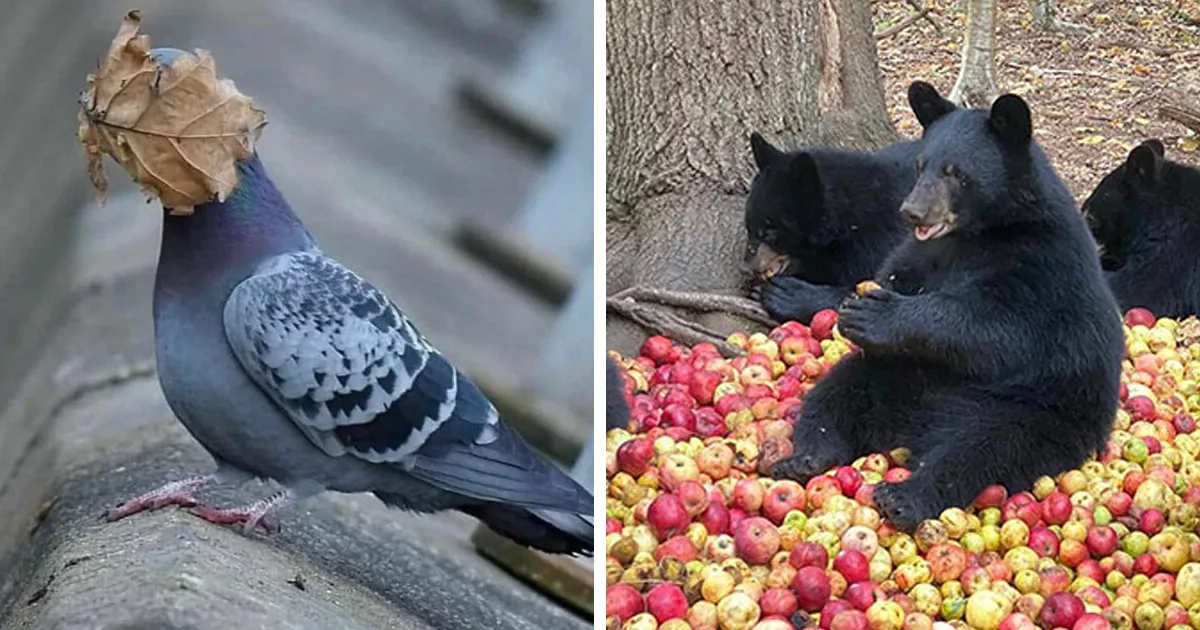 50 Fotos de animales disfrutando de su mejor vida, compartidas por esta cuenta de Instagram