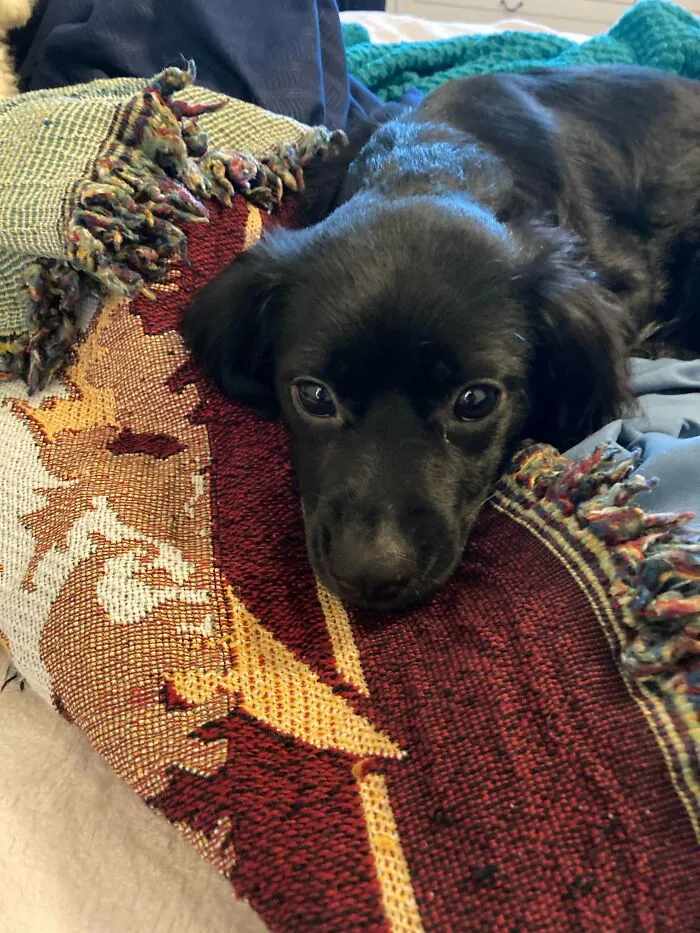 Found This Rascal Next To A Dumpster, She Made A Great Addition To The Family And Is By Far My Best Dumpster Diving Haul
