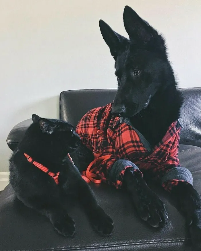 Brother From Another Mother