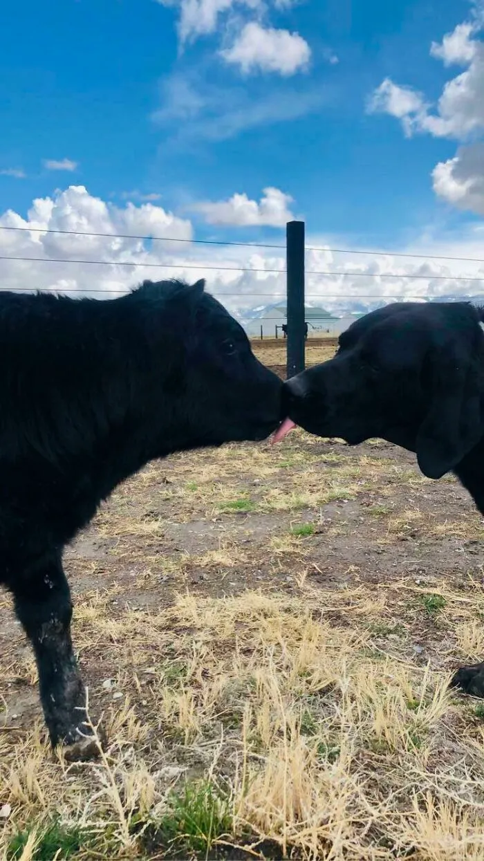 Brothers From Another Mother